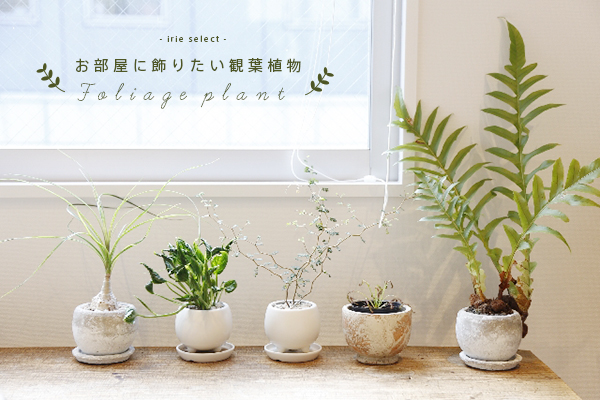 収納にも持ち運びにも ～ビューテイナー 多目的収納ケース～ | 株式会社 大都